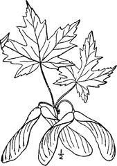 Download Acer Saccharinum Drawing - Silver Maple Leaf Drawing Png