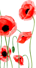 Poppy Clipart Single Picture 177105 - Iphone Wallpaper Poppy Flower Png