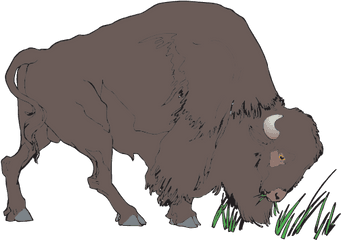 Clipart Bison Png Image With No - Transparent Animation Buffalo Gif