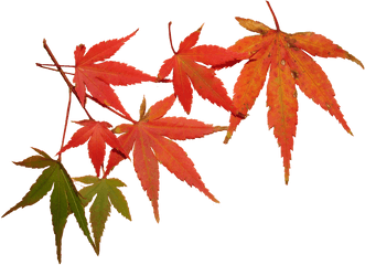 Foliage - Feuilles Automne Hd Png Download Original Size Feuilles Automne Png