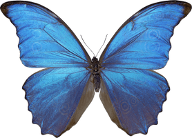 Butterfly Png Image