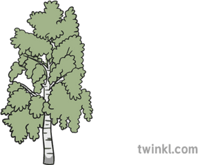 Birch Tree 1 Illustration - Gambel Oak Png