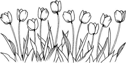 Download Flower Tulip Coloring Book - Drawing Line Of Flowers Png