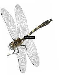 Dragonfly Transparent Background - Dragonfly Transparent Png