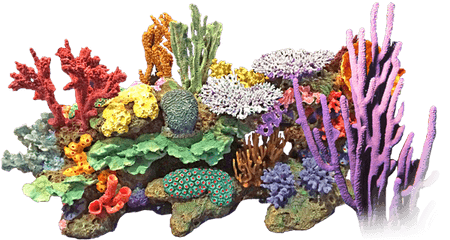 Coral Png 3 Image - Transparent Background Coral Reef Png