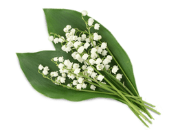 Lily Of The Valley Clipart - Free PNG