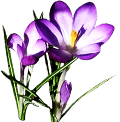 Clipart Spring Flowers Png Image - Spring Flower Clipart Free