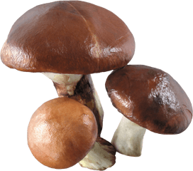 Mushroom Png Image - Mushroom White Background