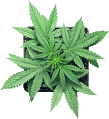 Home Png Cannabis Leaf