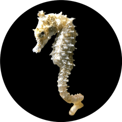 Download Hd Leafy Drawing Seahorse - Seahorse Transparent Seahorses Png