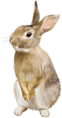 Download Rabbit Hq Png Image In - Rabbit Png