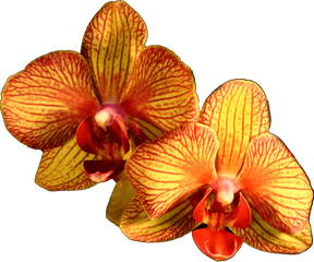 Download Plant Flower Moth Orange Orchids Orchid Clipart Png - Orange Orchid Transparent Png