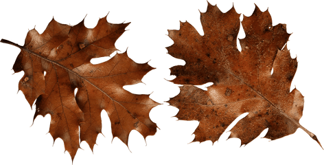 Download Autumn Png Leaf Hq Image - Brown Autumn Leaf Png