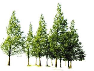 Clipart Forest File Picture 2427773 - Forest Tree Png