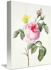 Pink Rose With Buds And A Brimstone Butterfly By The Fine Art Masters - Pink Rose With Buds And A Brimstone Butterfly Png