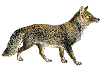 Jackal Coyote Png - Grey Fox Transparent