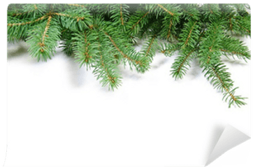 Fir Tree Branch Wall Mural Pixers - Juniper Png