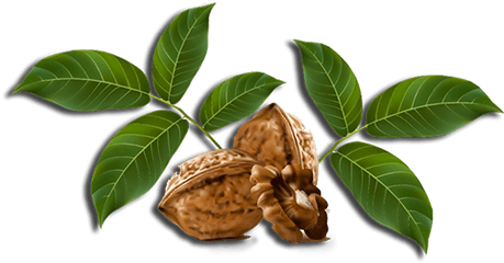 Walnut Seedlings - Nuts Vector Png