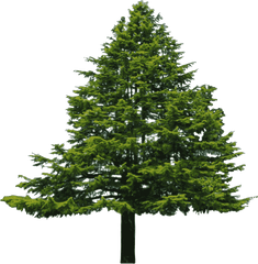 Png Transparent Wide Tree - Douglas Fir Png