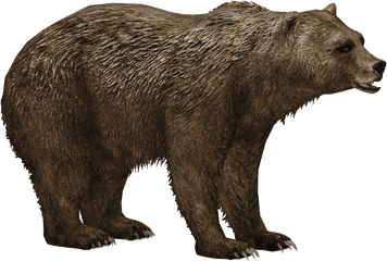 Download Grizzly Bear - Short Faced Bear Png