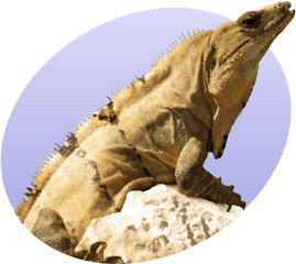 Iguana Icon - Iguana Png