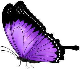 Purple Butterfly Transparent Clipart - Transparent Background Butterfly Clipart Png