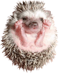 Baby Hedgehog Transparent Image Free - Baby Hedgehog Png