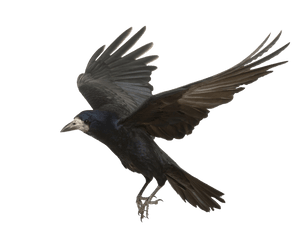 Download Crow Png Photos - Transparent Background Crow Png