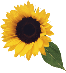 Sunflower With Leaf Clipart - Clear Background Sunflower Transparent Png