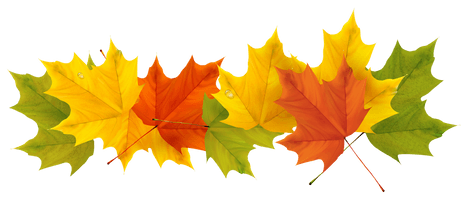 Autumn Color Leaf Tree Free Transparent Image HD - Free PNG