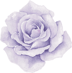 Purple Roses - Transparent Png Watercolor Flowers Png