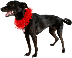 Dog Black Pet - Png