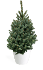 Blue Christmas Tree Png - 3u0027 Living Baby Blue Spruce Artificial Christmas Tree