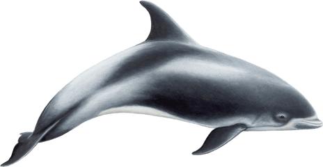 Dolphin Png - White Beaked Dolphin