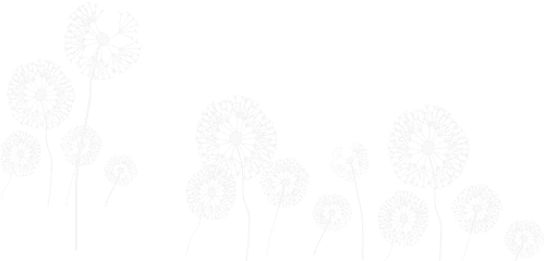 Freetoedit A Group Of Dandelions Png Transparentbackgro - Sketch