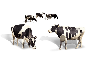 Cow Png Images - Dairy Milk High Quality