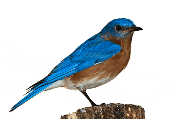 Bird Bluebird Png - Blue Bird White Background