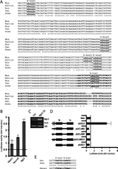 Ngn2 Promotes Reporter Activity Via Two E - Boxes In The Hud Document Png