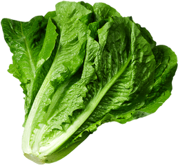 Lettuce Clipart Green Foods - Lettuce Png