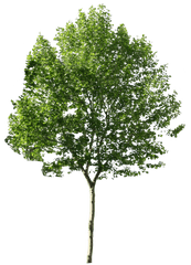 Architecture Trees Transparent U0026 Png Clipart Free Download - Ywd Tree Photoshop