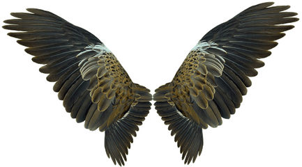 Wing Flight - Eagles Wings Png Download 10391088 Free Bird Wings Transparent Background