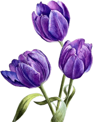 Flower Purple Png Watercolor