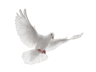 Paloma Blanca Png Transparent - Funeral Transparent Dove Png