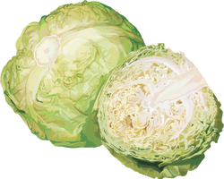 Cabbage Png Image