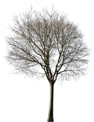 Cutout Trees U2013 Tagged Winter Pack - Winter Trees Cut Out Png