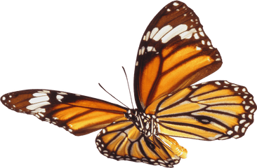 Download Butterfly Png 7 - Butterfly Png Real