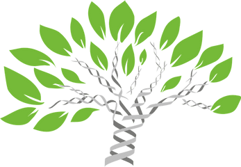 Gene Tree Of Life Evolution - Dna Family Tree Png