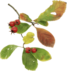 Cockspur Hawthorn - Cherry Png