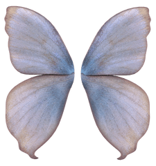 Fairy Wings Transparent Background Png