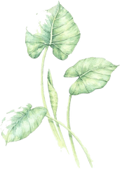 Watercolor Leaves Green Free Png Hq - Anthurium